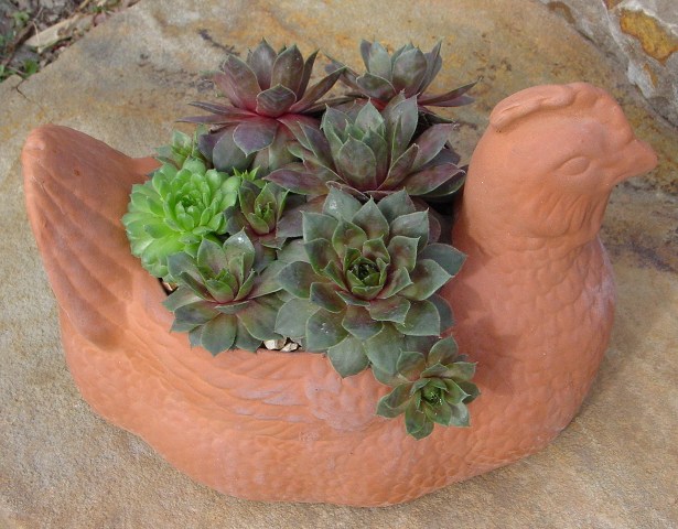 hens and chicks in a hen pot